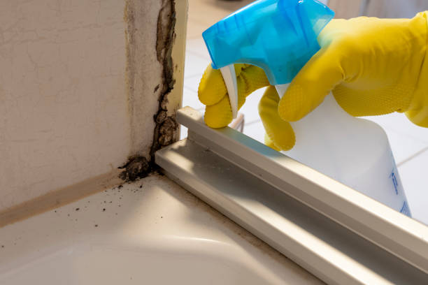 Reliable Harmony, RI Mold Remediation Solutions